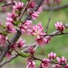 Peach Contender #7 - Image 2